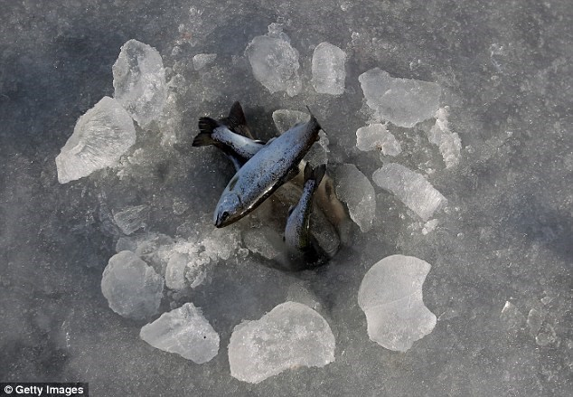 Han quoc cau ca tren bang